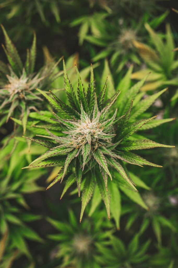 hemp, cannabis vera, cbd, hemp farm, cannabis flowers, nature